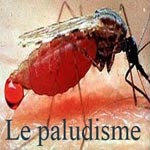 Ministère de la Santé : 4 cas de paludisme enregistrés en Tunisie