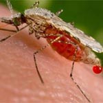 Abdellatif Mekki à propos du paludisme : Les moustiques ne sont pas responsables 
