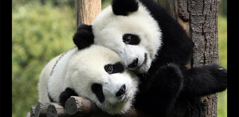 مهدّدة بالانقراض: انجاب زوجين من توائم الباندا العملاقة