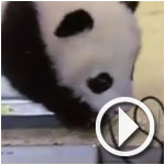 En-Vidéo :Le bébé panda du zoo de Vienne baptisé 'Léopard heureux' 