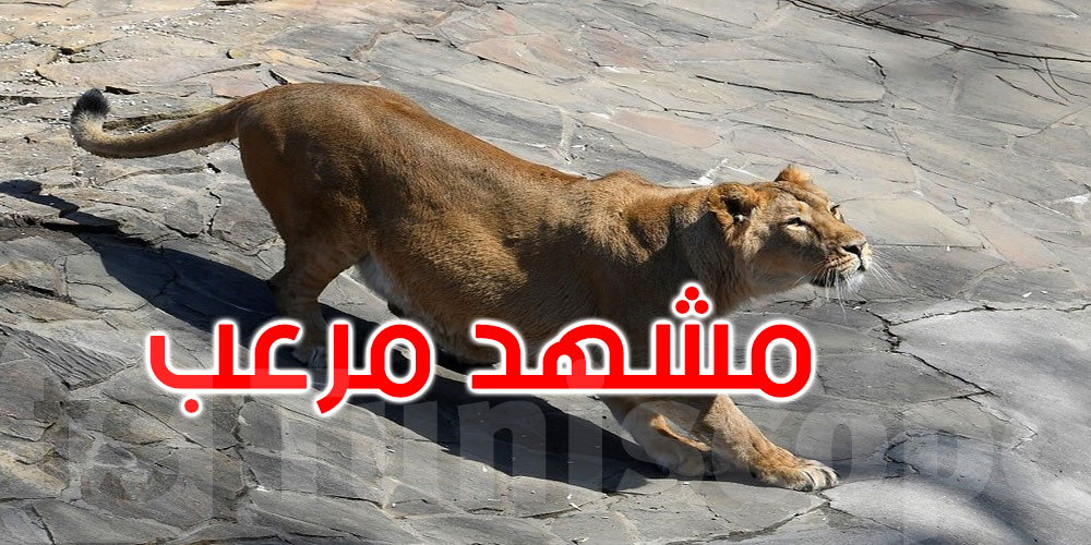   مشهد مرعب: لبؤة تقتل رجلا اقتحم حظيرتها في حديقة حيوان بالبرازيل