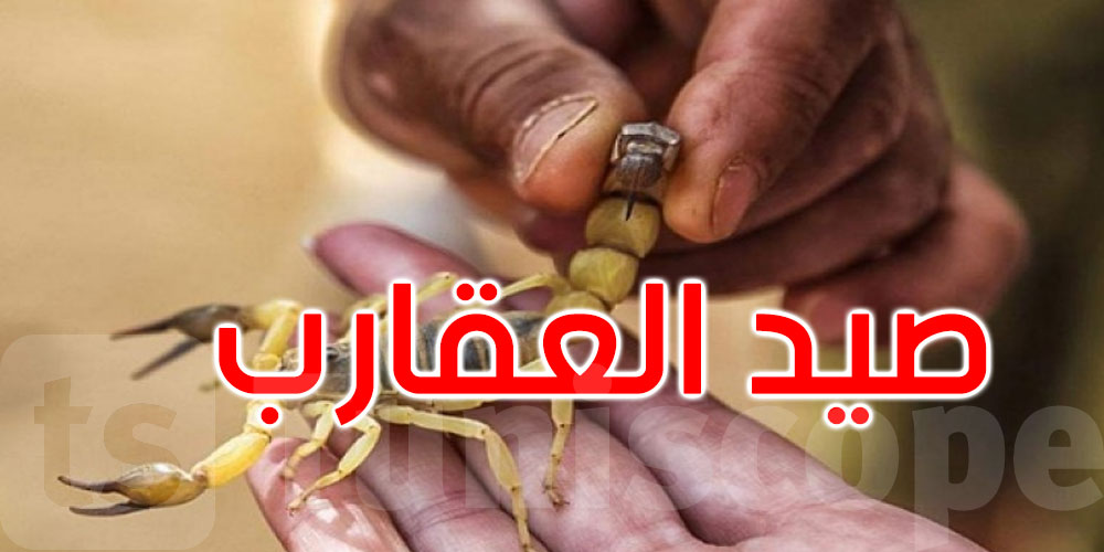 صيد العقارب من قبل أطفال: معهد باستور ينفى نفيا قاطعا صلته بالموضوع