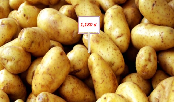 Le prix-plafond des pommes de terre fixé à 1,180 dinar selon le M. du Commerce