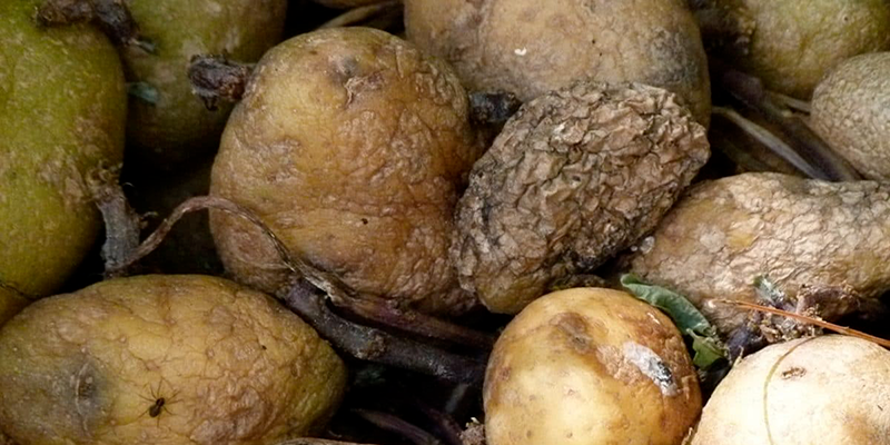 Les pommes de terre importées d’Egypte étaient avariées, déclare Ezzar