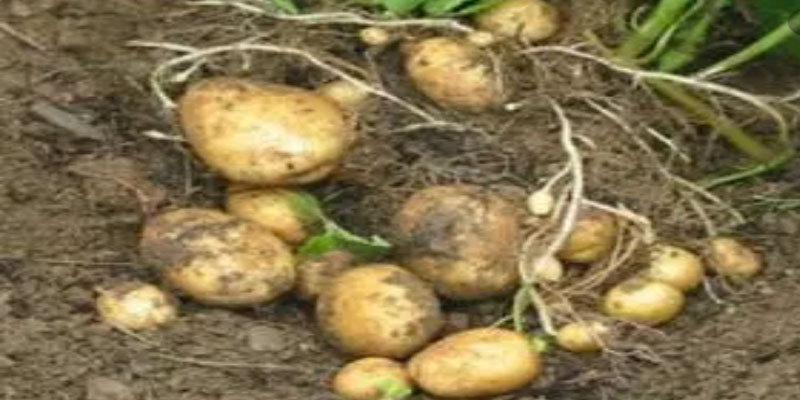 وزارة الفلاحة: البطاطا المعدة للاستهلاك وللبذر الموردة والمحلية سليمة 