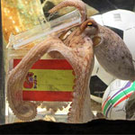 Le zoo de Madrid fait une offre pour acquérir Paul le poulpe