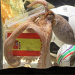 Pronostic de la finale Espagne - Pays Bas par Paul le poulpe