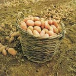 وزارة التجارة : سعر البطاطا ب750 مليم بداية من الغد 