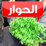 Suite à la campagne de vente de persil : Al Hiwar collecte 110 mille dinars