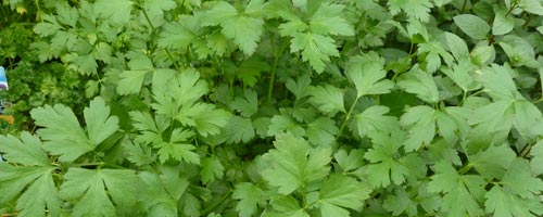 persil-12072012-1.jpg