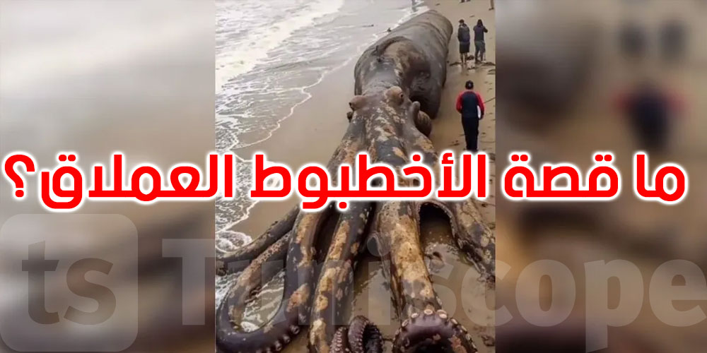 صورة اكتسحت منصات التواصل.. ما حقيقة الأخطبوط العملاق؟