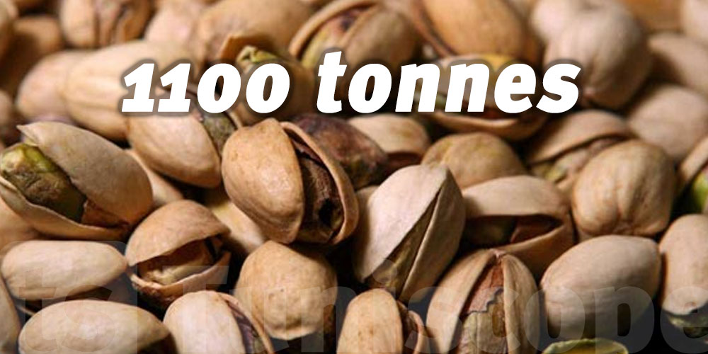 La récolte des pistaches estimée à 1100 tonnes à Kasserine