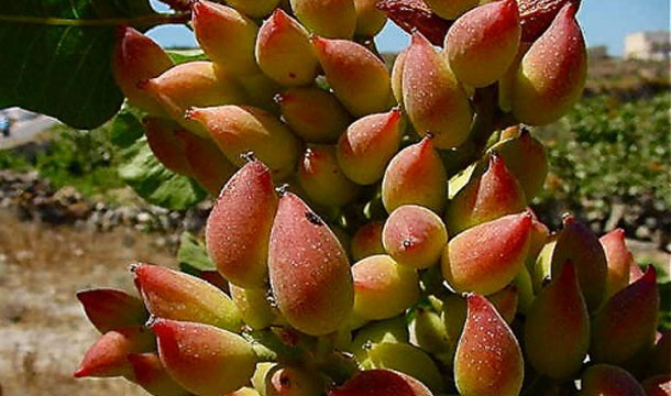 Les pistaches et les amandes bio, de Majel Bel Abbès, à Kasserine, seront exportées