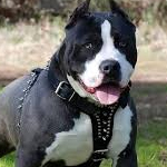 Sfax : Un garçon de 8 ans attaqué par 3 chiens ‘Pitbull’