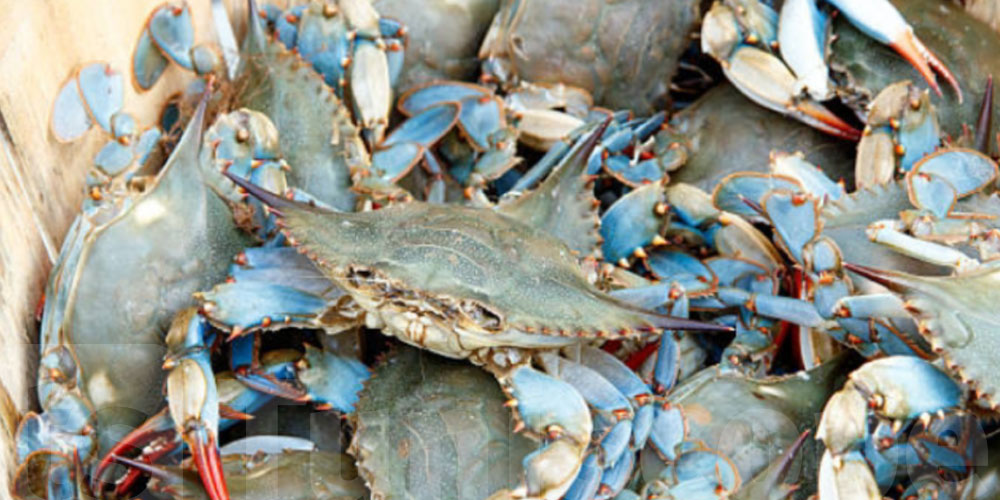 Tunisie – INSTM : le crabe bleu, d’un fléau à une richesse économique