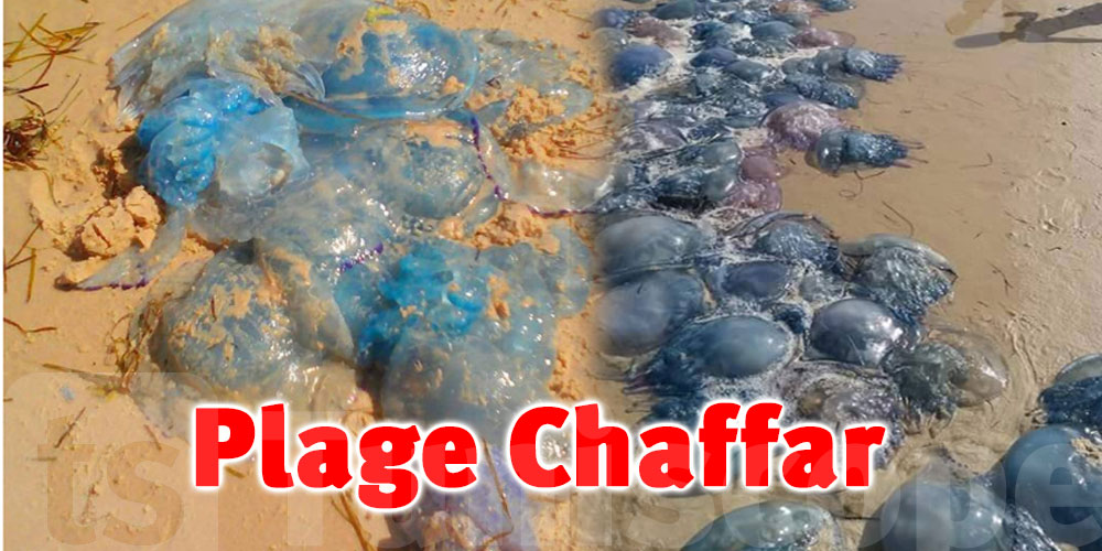 La plage de Chaffar à Sfax envahie par les méduses, l’INSTM explique