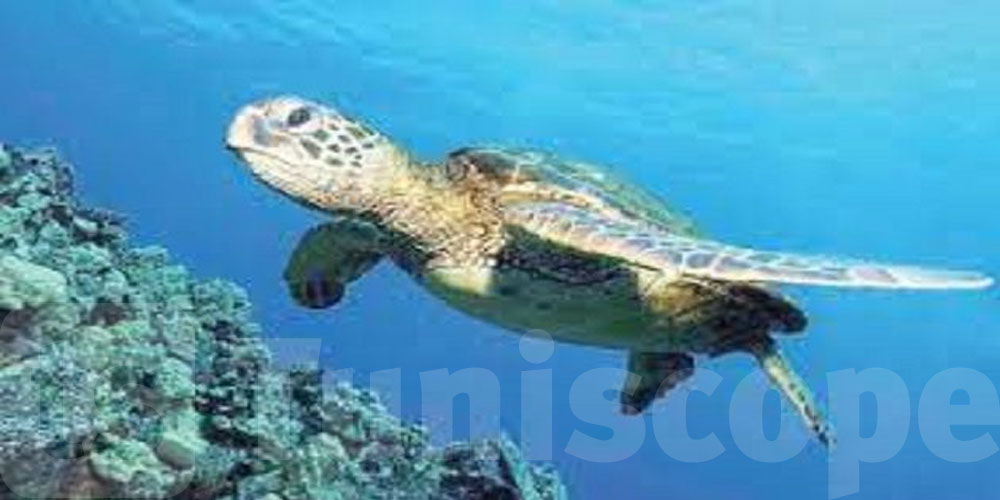 المناطق المحمية البحرية والساحلية: إيداع 4 مشاريع قوانين لدى رئاسة الحكومة