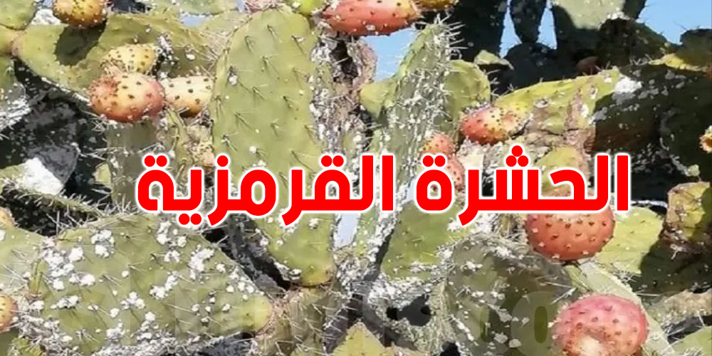 انتشرت في تونس : هل الحشرة القرمزية مرض عادي او وباء ؟