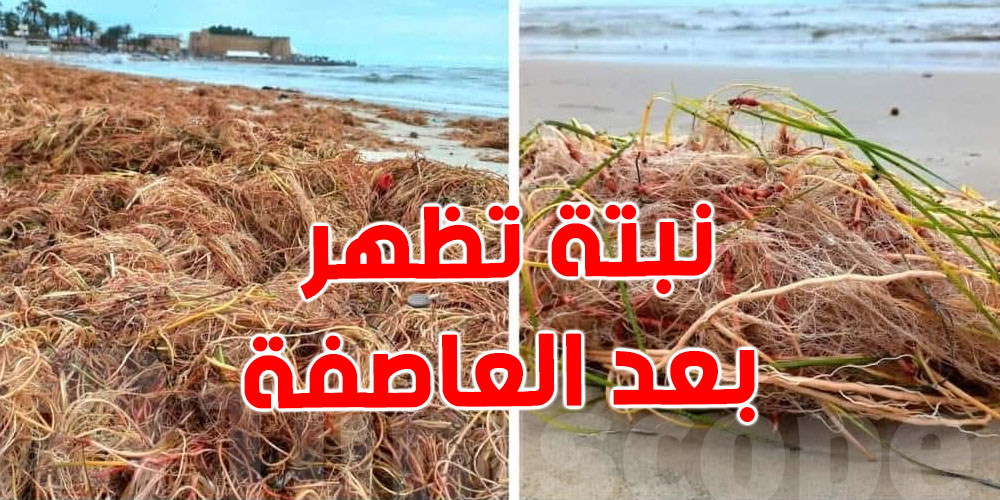 شنوا هي النبتة البحرية اللي يطلعها البحر بعد كل عاصفة...تفاصيل مهمة؟ 