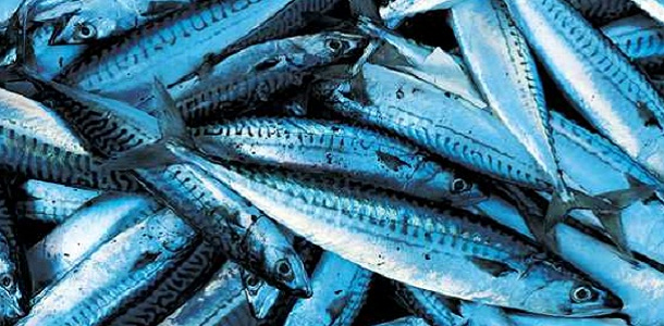 poisson-031214-1.jpg