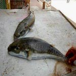 حملة تحسيسية بمخاطر سمكة الأرنب السّامة في سواحل طبرقة