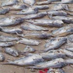 A cause de la température des poissons s'échouent sur la plage de Ghannouch