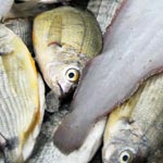 Pêche anarchique : risque d'exticntion de plusieurs types de poissons