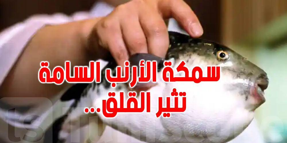 معروضة في السوق المركزي بالمهدية : ما قصة السمكة السامة ؟