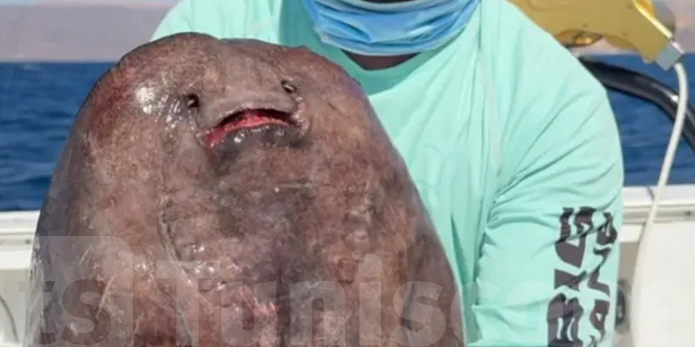  سمكة غريبة في البحر الأحمر.. والمفاجأة؟ أول مرّة تتوثّق!
