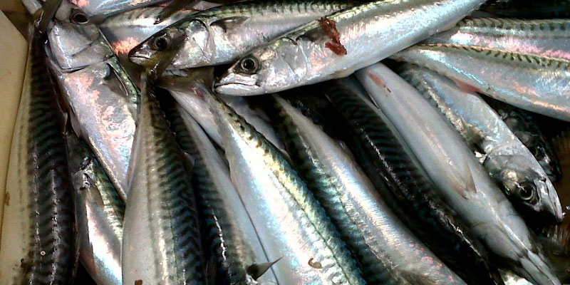 Un excédent de 239,3 MD pour la balance commerciale des produits de la pêche