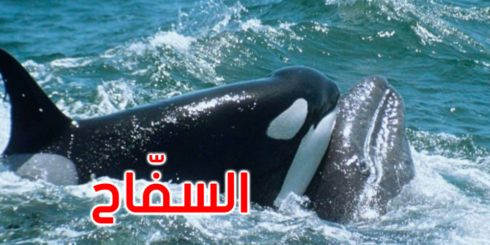 ‘السفاح أوركا’ يثير ذعر الجزائريين.. والحكومة توضح