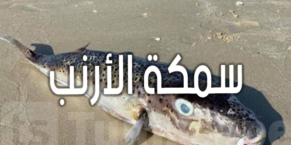 عاجل: تحذيرات من سمكة الأرنب..شنّوة هي ومدى خطورتها؟