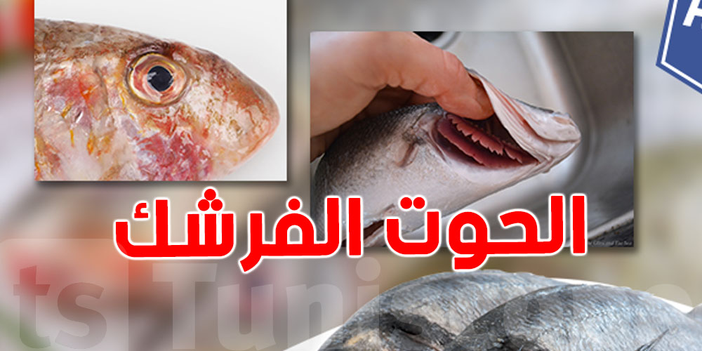 للتوانسة ...كيفاش تشري الحوت الفرشك مغير غشة ؟