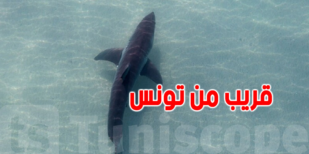 شنوّة حكاية القرش الأبيض الحيّ الموجود بحذا سفينة غارقة في قاع البحر الأبيض المتوسّط؟
