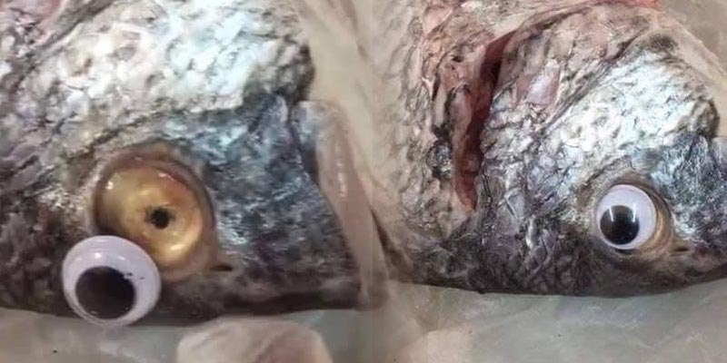 بالصور: عدسات لاصقة للأسماك حتى تظهر طازجة