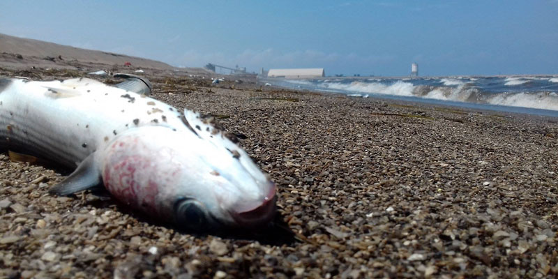 Les précisions du Groupe chimique tunisien après la découverte de poissons morts sur une plage de Gabès