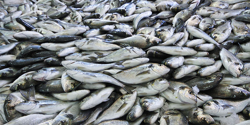 تسجيل تطور في صادرات منتجات الصيد البحري بنسبة 32.5% من حيث الكمية و64.5% من حيث القيمة