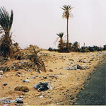 Djerba: Mellita suffoque sous l’entassement des ordures