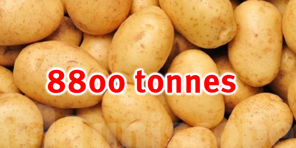 Gafsa : Production de pomme de terre estimée à 8800 tonnes