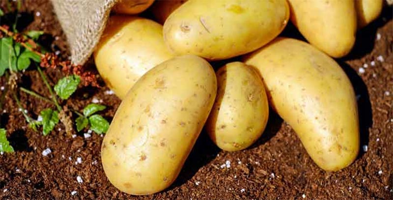 وزير التجارة يوضّح بخصوص كميات البطاطا الموردة مؤخرا 