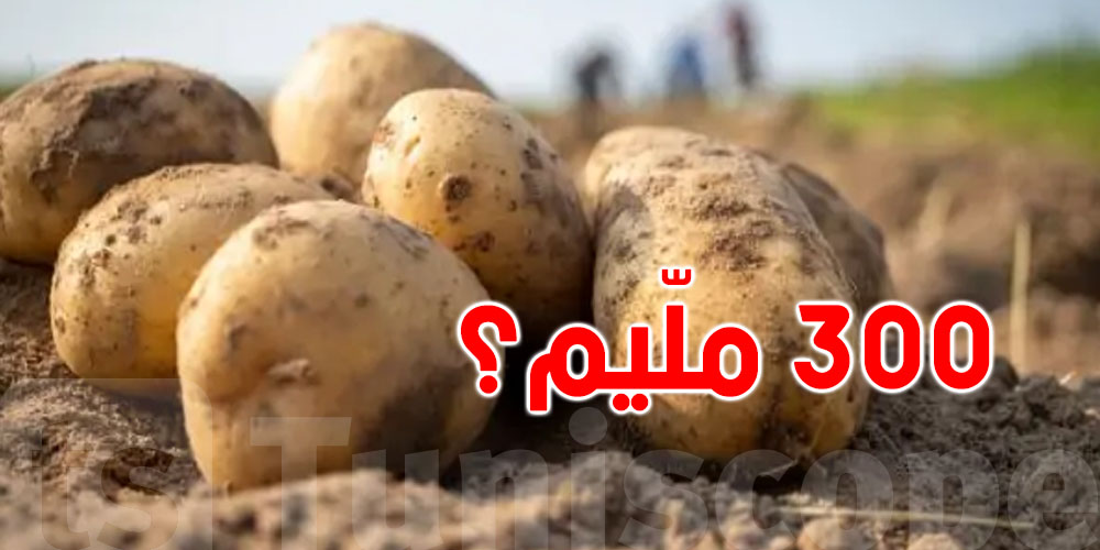 تونس: مخاوف من نزول سعر البطاطا إلى 300 مليمٍ!