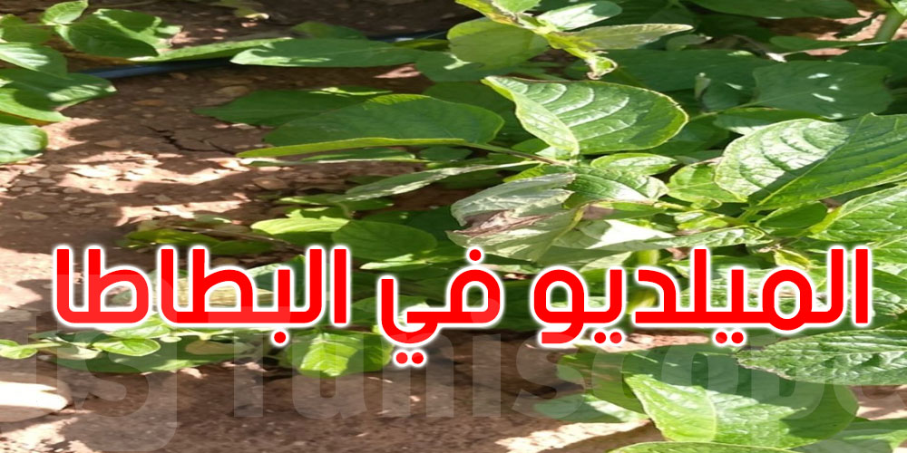  عاجل: وزارة الفلاحة تحذر الفلاحين: انتشار ‘الميلديو’ في حقول البطاطا 