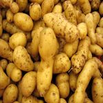 Saisie de pommes de terre et d’oignons commercialisés hors circuits réglementaires à Kébili 