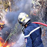Plus de 100 palmiers perdus dans l’incendie d’une oasis à Kébili