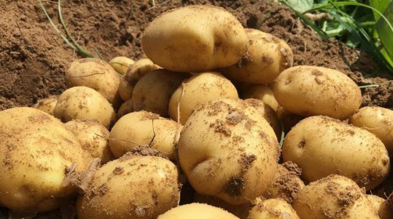 نابل: زراعة حوالي 3 آلاف هكتار من البطاطا الفصلية وتشكيات من الأسعار والبذور 