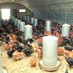 Selon les aviculteurs : Le secteur des œufs est en crise 
