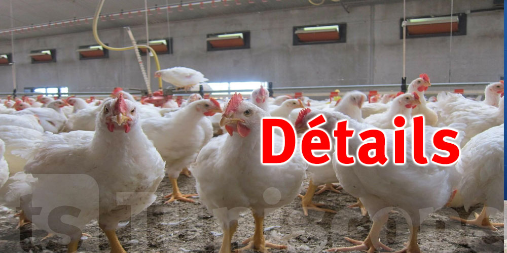 Baisse de 0,4% de la production de poulet de chair