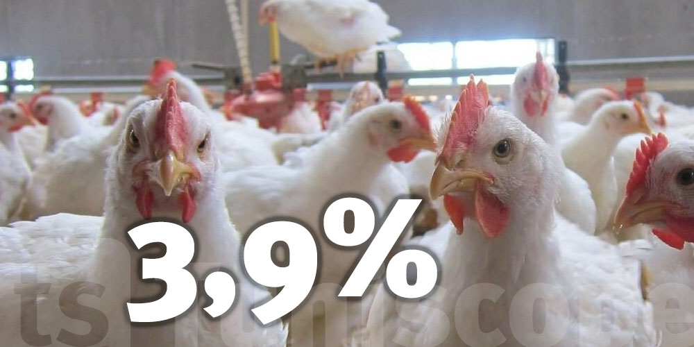Hausse de la production de poulet de chair de 3,9%