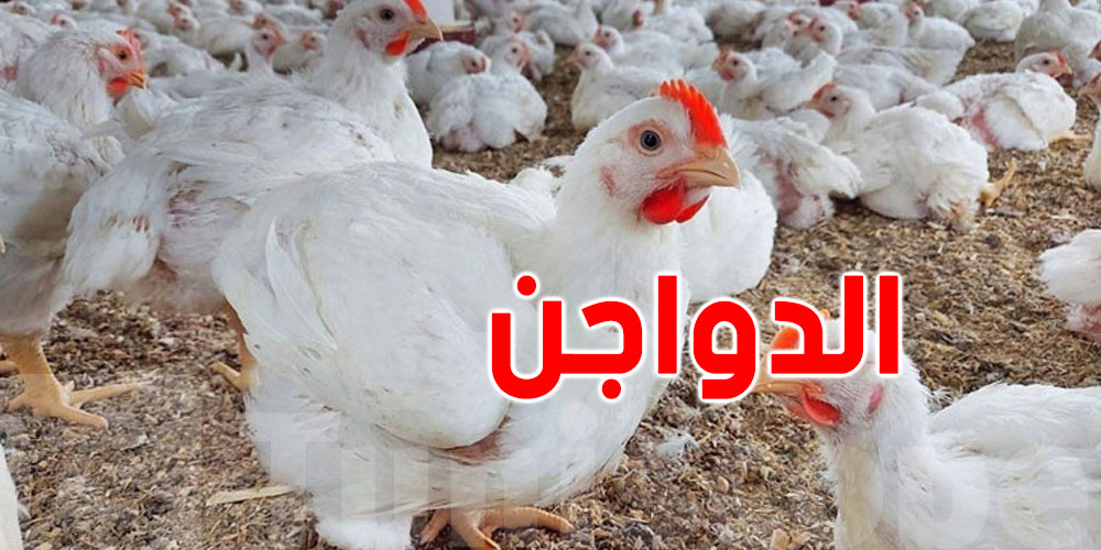 عاجل: تحبّ تستثمر في مشروع إنتاج أمّهات الدواجن؟ الفرصة متاحة الآن في زغوان!