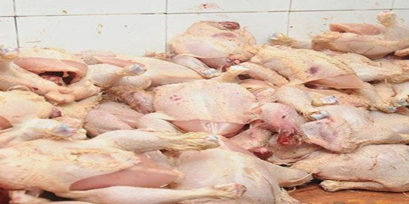 نابل: حجز 500 كغ من الدجاج المذبوح بمسلخ عشوائي في منزل تميم